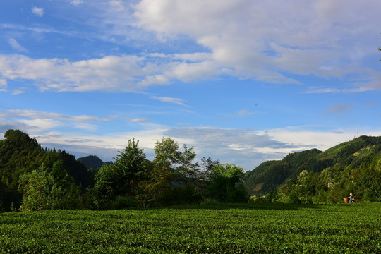 茶園生態(tài)茶葉美麗景色