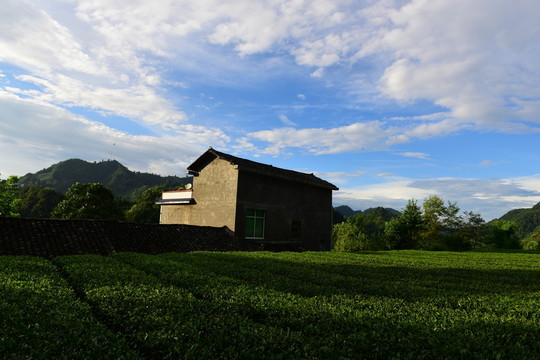 茶園生態(tài)茶葉美麗景色
