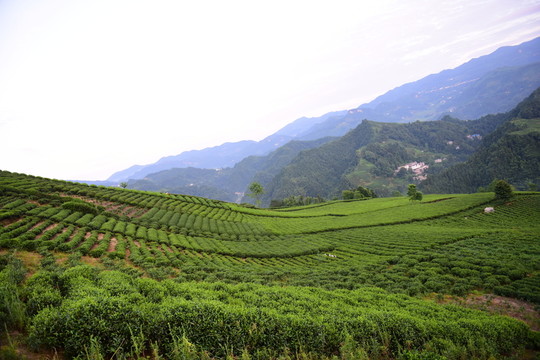 茶園生態(tài)茶葉美麗景色
