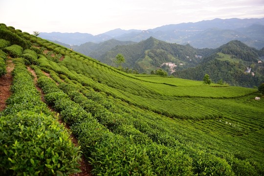 茶園茶葉美麗風(fēng)景