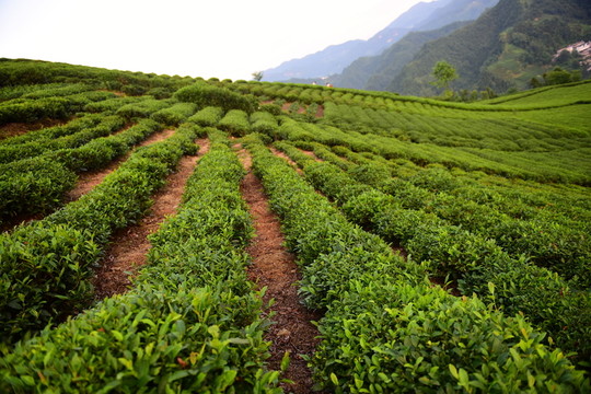 茶園茶葉美麗風(fēng)景