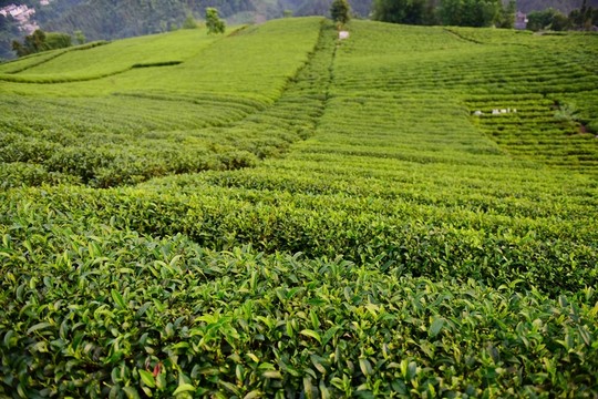 茶園茶葉美麗風(fēng)景