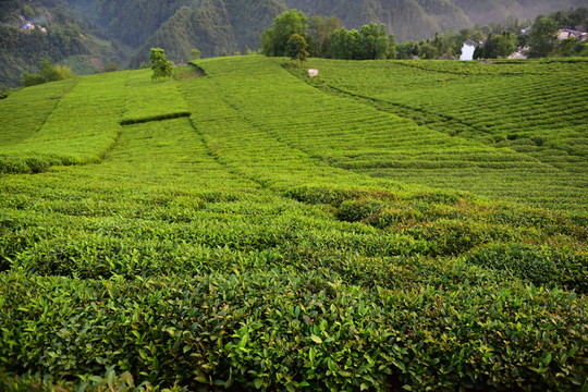 茶園茶葉美麗風(fēng)景