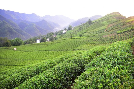 茶園茶葉美麗風景