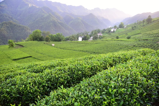 茶園茶葉美麗風(fēng)景