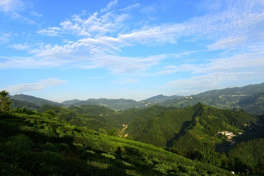 茶園茶葉美麗風(fēng)景