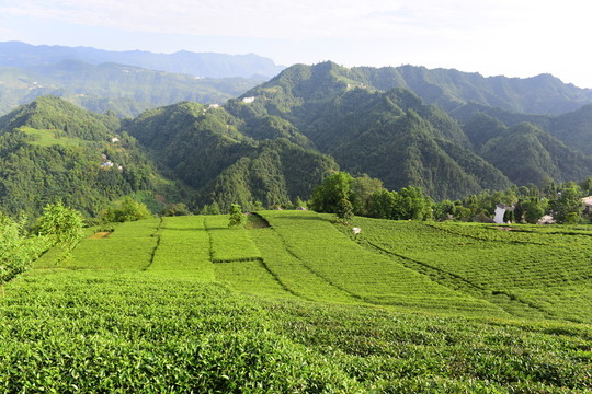 茶園茶葉美麗風(fēng)景