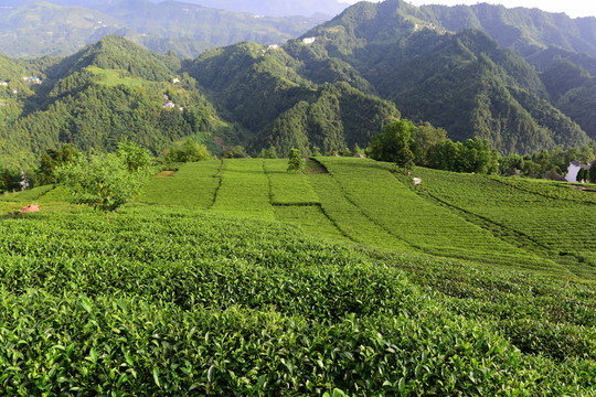 茶園茶葉美麗風(fēng)景