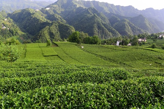 茶園茶葉美麗風(fēng)景