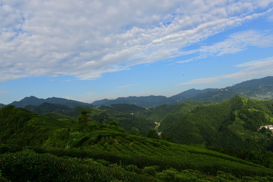 茶園風(fēng)景