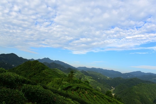 茶園藍(lán)天白云