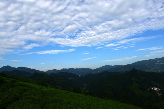 茶園藍(lán)天白云