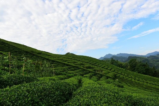 茶園茶葉美麗風(fēng)景