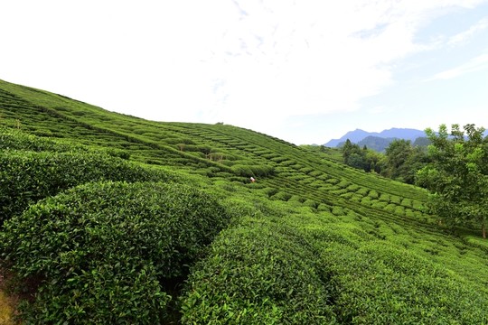 茶園茶葉美麗風景