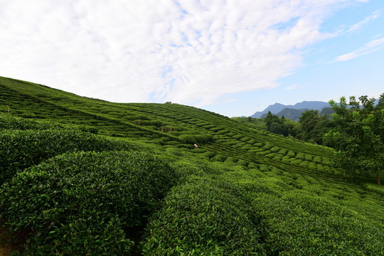 茶園茶葉美麗風(fēng)景