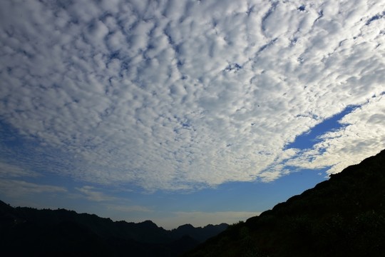 茶園茶葉美麗風(fēng)景