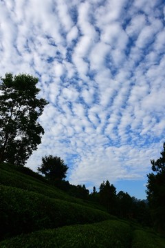 茶園茶葉美麗風(fēng)景