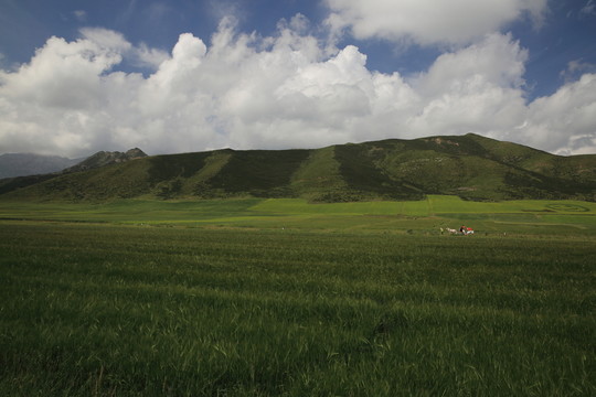 青稞田