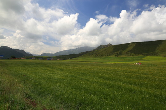 青稞