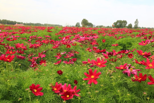花田