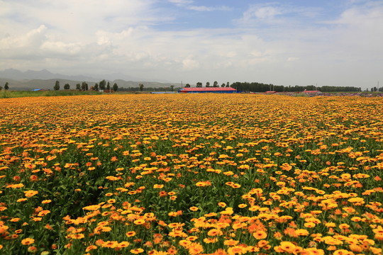 花田
