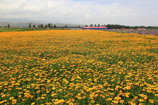 花田