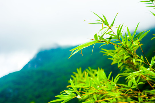 竹子 竹葉