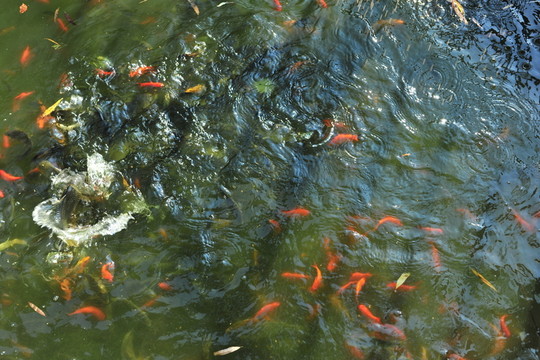 金魚苗 金魚養(yǎng)殖 魚塘