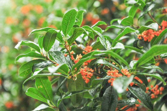 桂花樹