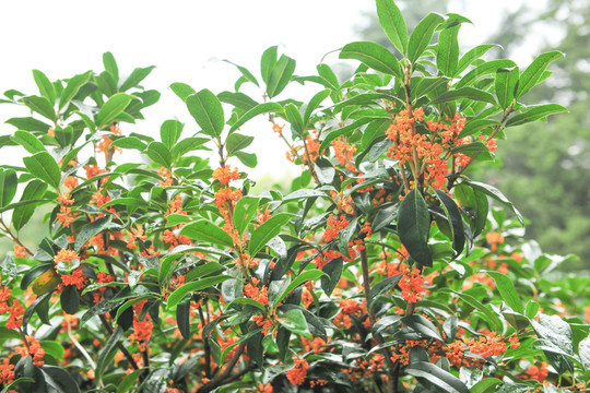 桂花高清