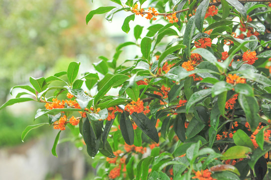 桂花