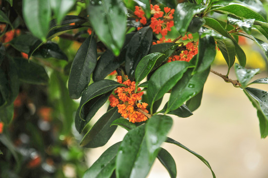 桂花