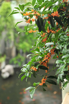 桂花 金桂 桂花樹