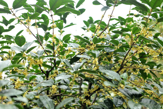 桂花樹 秋天桂花盛開