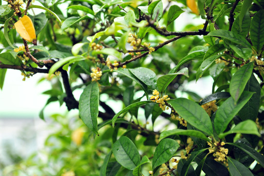 桂花 銀桂 桂花飄香