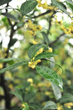 桂花樹 高清桂花素材