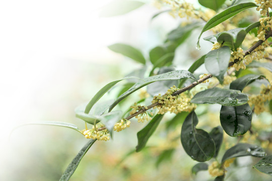 桂花 桂花樹