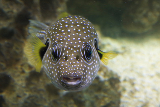 搞笑頭暈魚