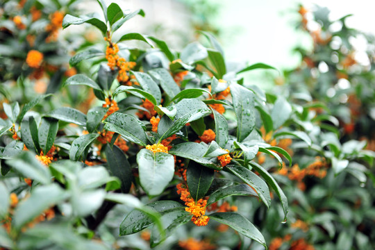 桂花盛開(kāi) 桂花樹(shù)