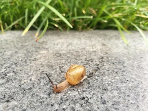 蝸牛