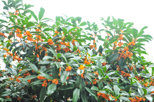 桂花 桂花樹 規(guī)劃盆景
