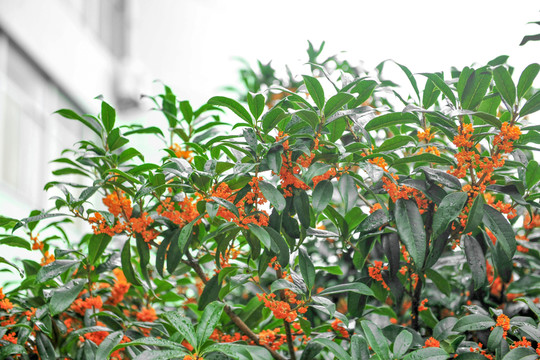 桂花  黃色桂花