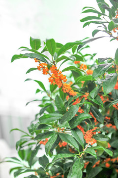 桂花 桂花香