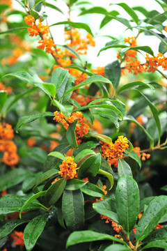 桂花