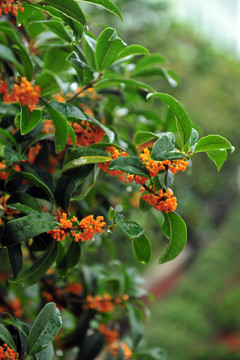 桂花 桂花樹 秋天桂花開