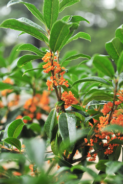 桂花 桂花樹 秋天桂花開