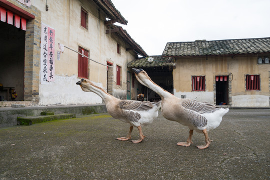 農家鵝