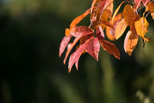 秋天的紅葉