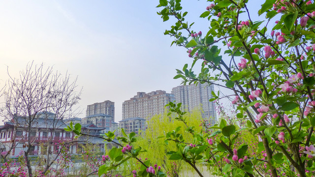 海棠花開 公園風(fēng)景