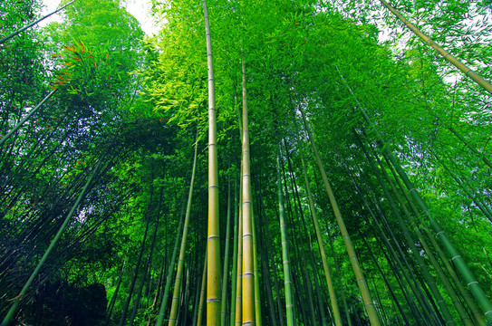 竹林 竹子
